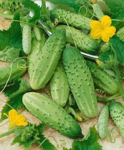 Boston Pickling Cucumber