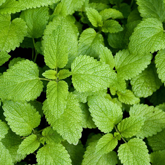 Farm.hand.seeds Lemon Balm