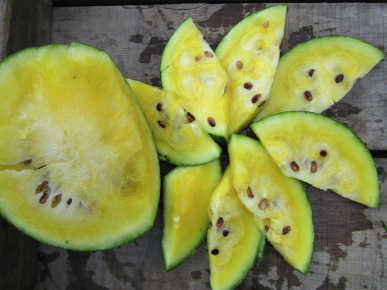 Farm.hand.seeds Yellow Petite Watermelon