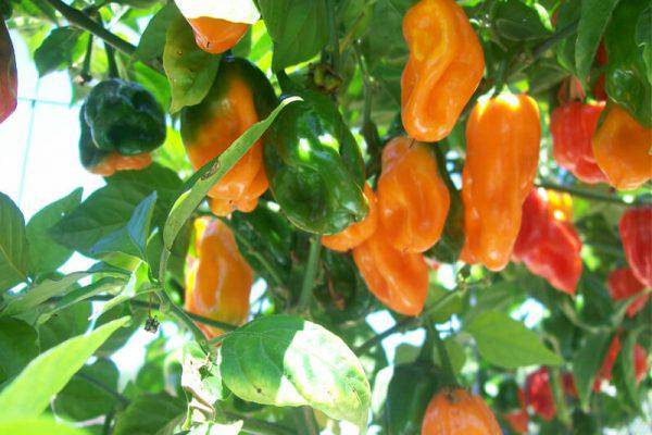 Farm.hand.seeds Habanero Orange Pepper
