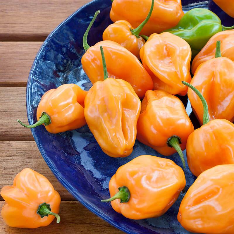 Farm.hand.seeds Habanero Orange Pepper