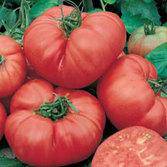 beyond organic seeds Pink Plume Celery 