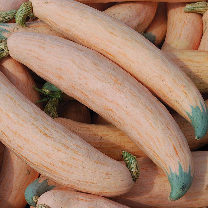 farm hand seeds Candy Roaster Squash