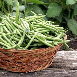 Harvester Green Bean