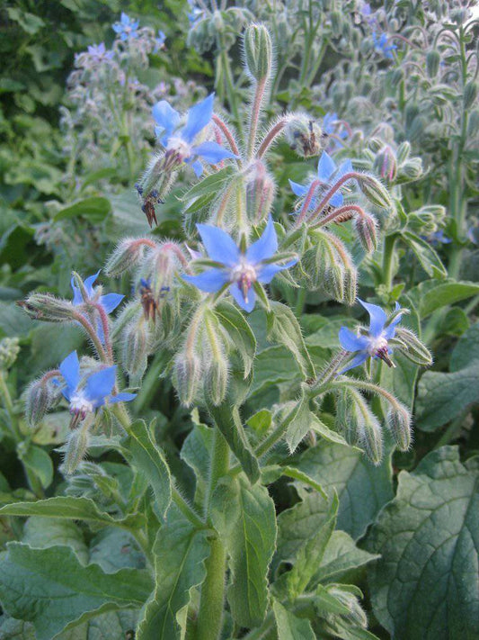 Farm.hand.seeds Borage Herb