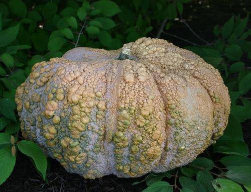farm hand seeds Jewel Box Squash