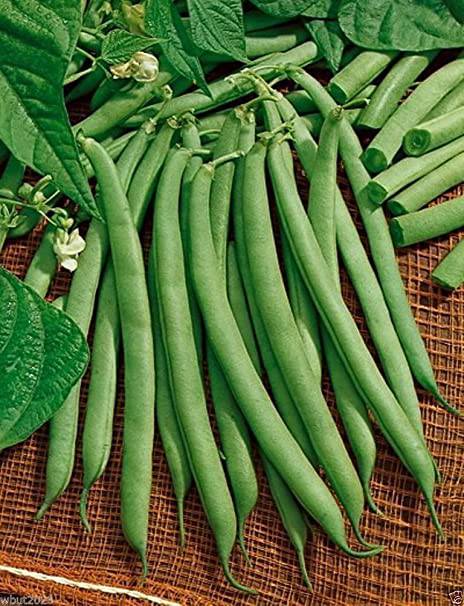 Farm.hand.seeds Pink Plume Celery 