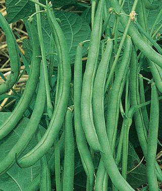 Farm.hand.seeds Pink Plume Celery 