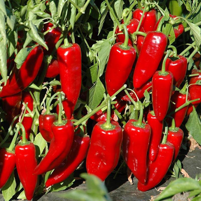 Farm.hand.seeds Marconi Red Sweet Pepper