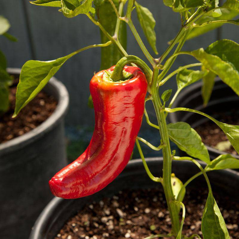 Farm.hand.seeds Marconi Red Sweet Pepper