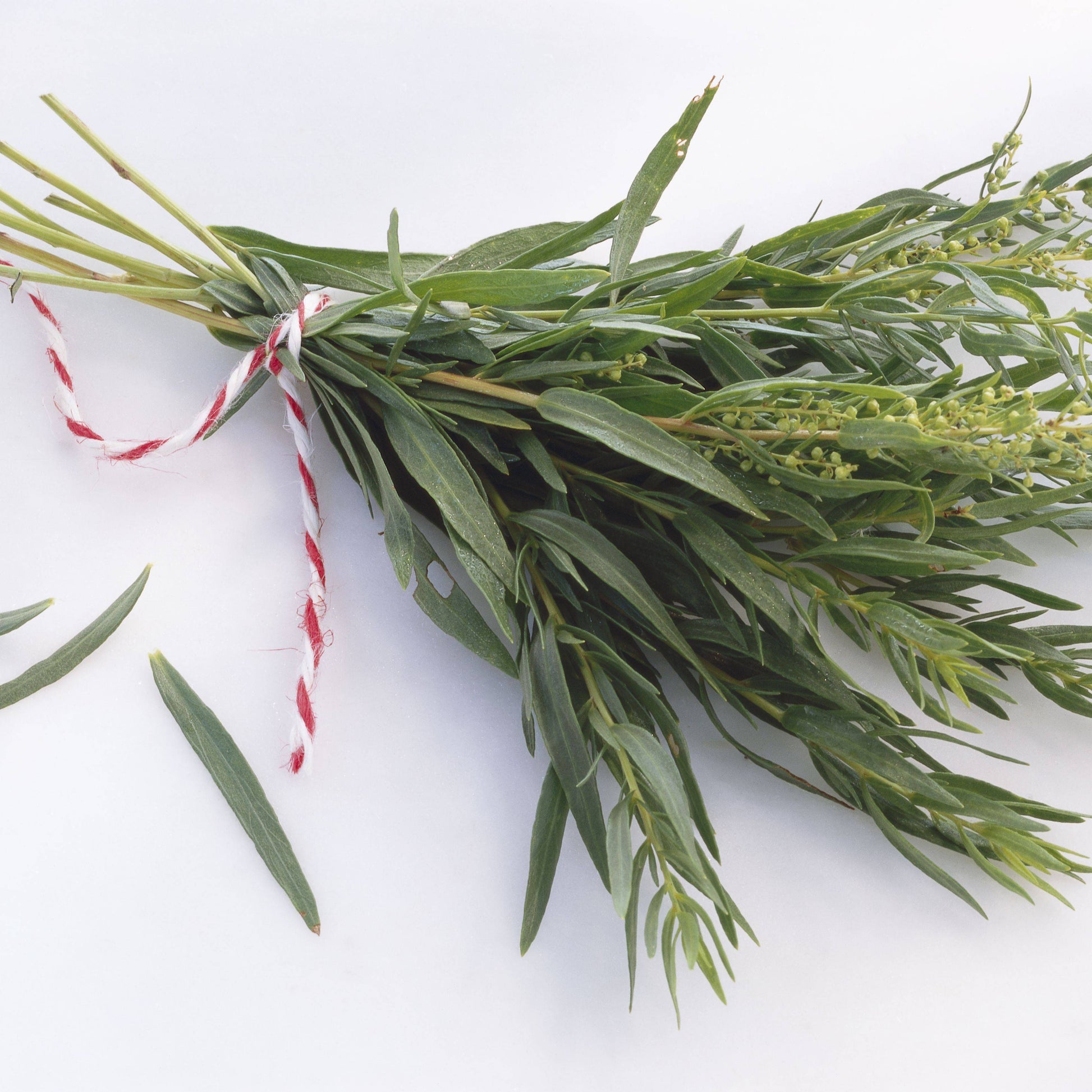 Farm.hand.seeds Tarragon