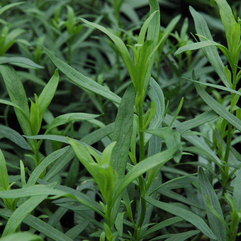 Farm.hand.seeds Tarragon