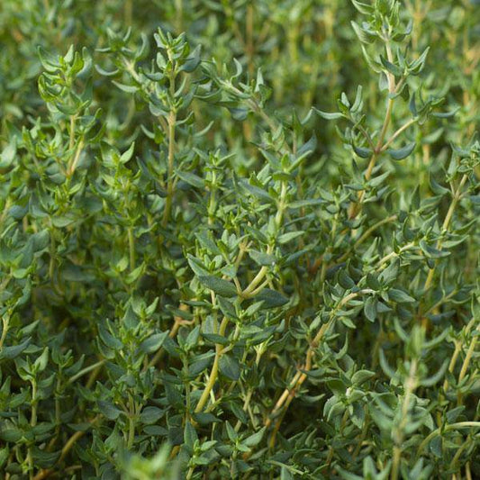 Farm.hand.seeds Thyme