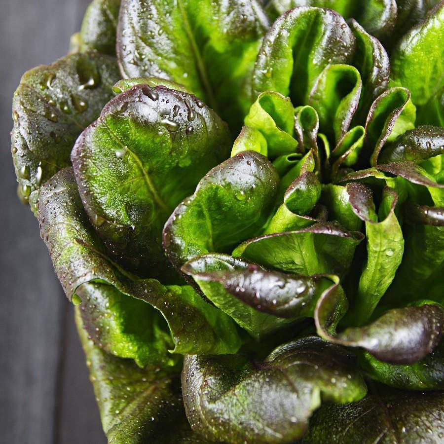 Farm.hand.seeds Bronze Mignonette Lettuce