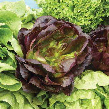 Bronze Mignonette Lettuce