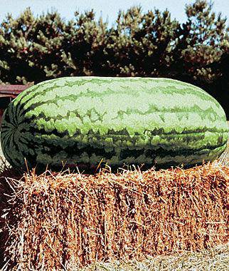 farm hand seeds Giant Carolina Watermelon