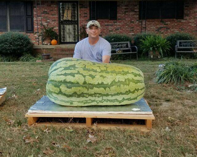 farm hand seeds Giant Carolina Watermelon