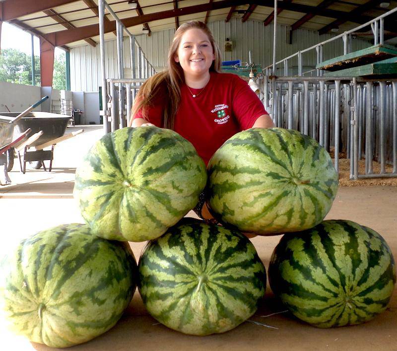 farm hand seeds Giant Carolina Watermelon