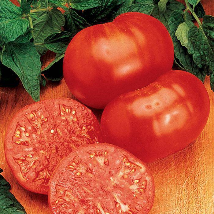 Ponderosa Red Beefsteak Tomato Seeds - Early Indeterminate Heirloom ...
