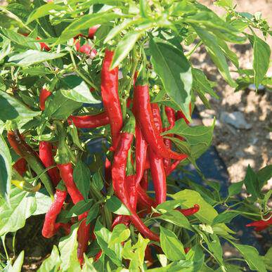 Farm.hand.seeds Red Cayenne Pepper