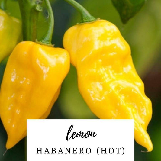 Farm.hand.seeds Lemon Habanero Pepper