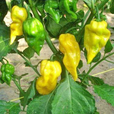 Farm.hand.seeds Lemon Habanero Pepper