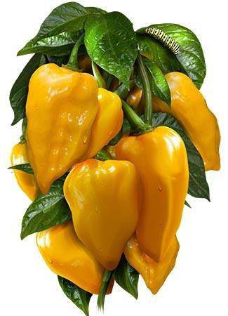 Farm.hand.seeds Lemon Habanero Pepper
