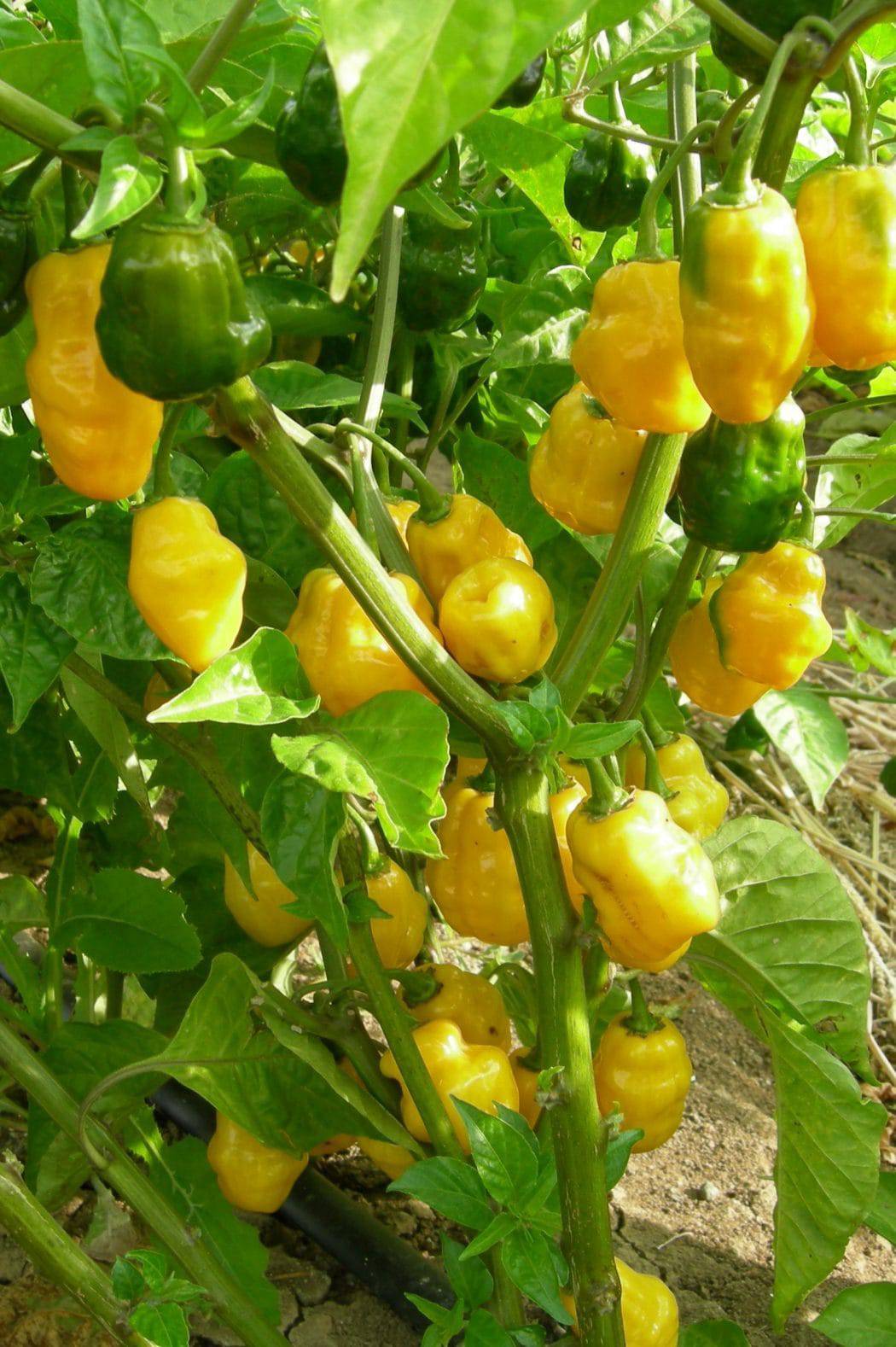 Farm.hand.seeds Lemon Habanero Pepper