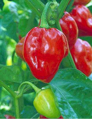 Farm.hand.seeds Red Habanero Pepper