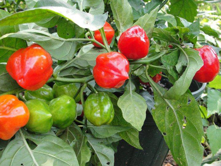 Farm.hand.seeds Red Habanero Pepper