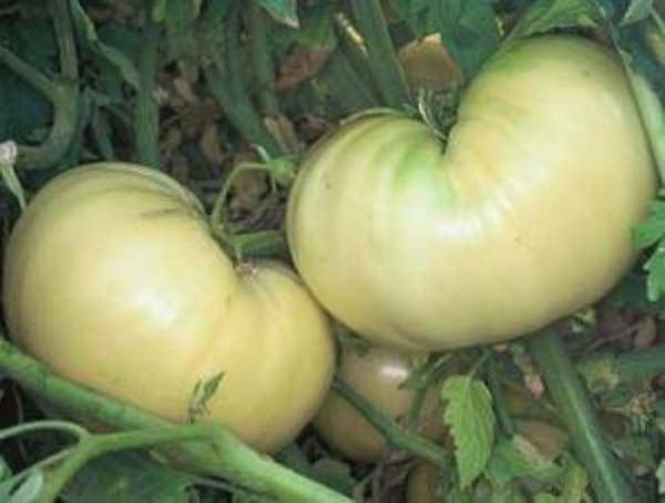 beyond organic seeds Pink Plume Celery 