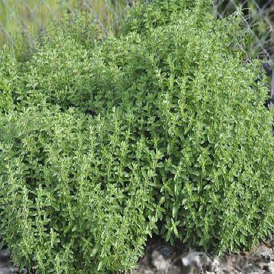 Farm.hand.seeds Italian Oregano