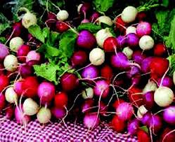 Farm.hand.seeds Easter Egg Radish