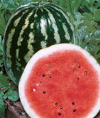 Farm.hand.seeds Crimson Sweet Watermelon