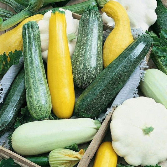 farm hand seeds Premium Summer Squash Mix