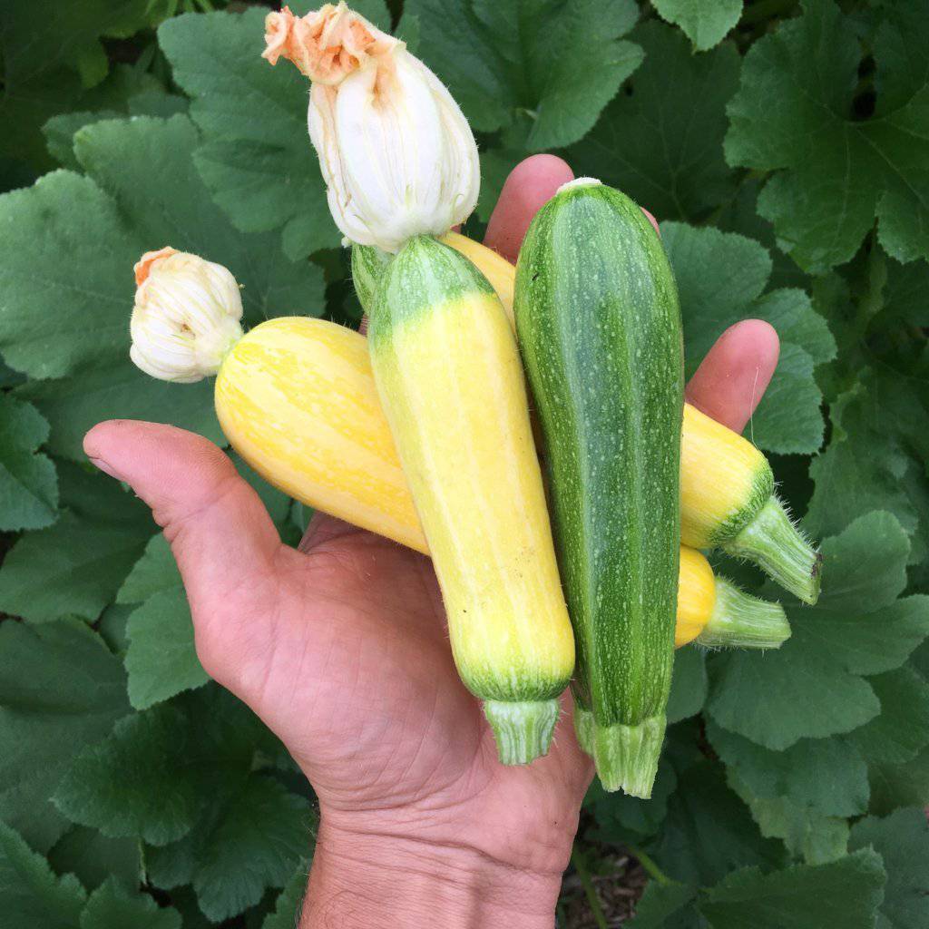 farm hand seeds Premium Summer Squash Mix