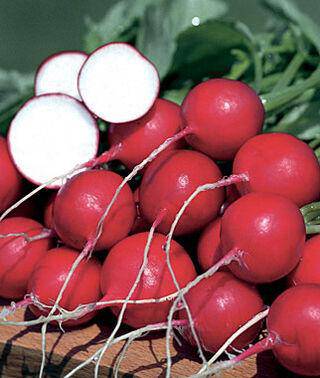 Farm.hand.seeds German Giant Radish