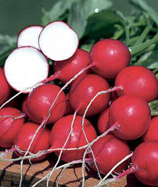 German Giant Radish