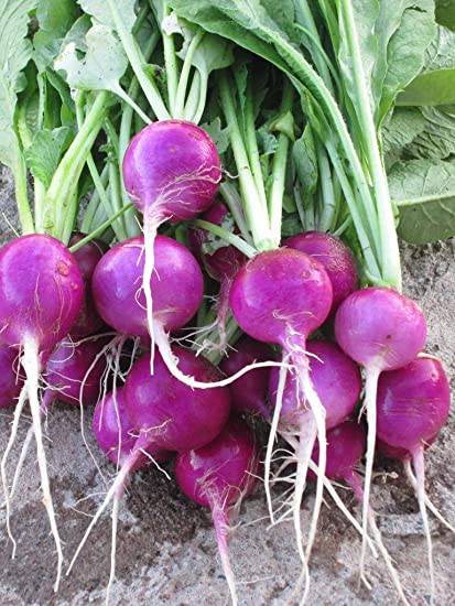 Heirloom Plum Radish