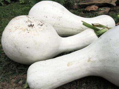 Farm.hand.seeds White Cushaw Squash