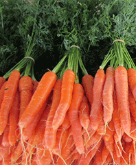 Farm.hand.seeds Amsterdam Heirloom Carrot