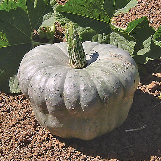 farm hand seeds Blue Queensland Squash