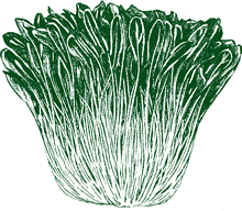 farm hand seeds Mibuna Chinese Cabbage