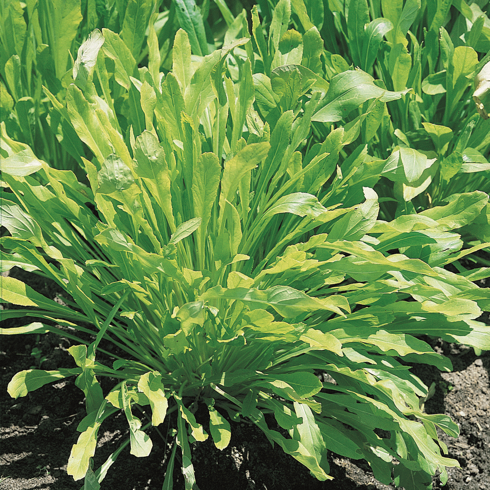 farm hand seeds Mibuna Chinese Cabbage