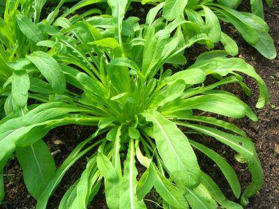 Mibuna Chinese Cabbage