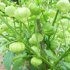 farm hand seeds Toma Verde Tomatillo