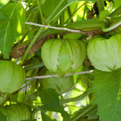 farm hand seeds Toma Verde Tomatillo