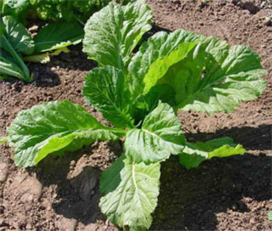 Florida Broadleaf Mustard