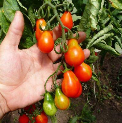 beyond organic seeds Red Pear Cluster Tomato