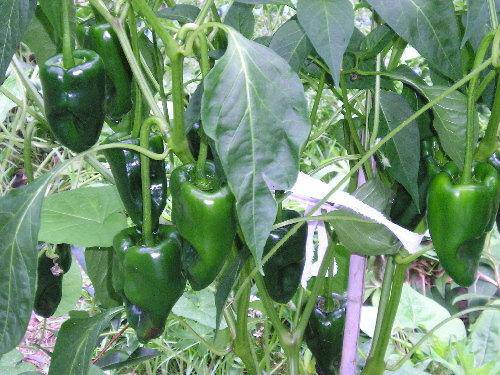 Farm.hand.seeds Ancho Hot Pepper
